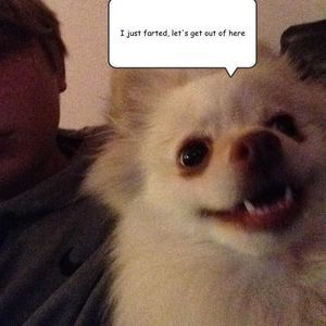 Meet your Posher, Dylan